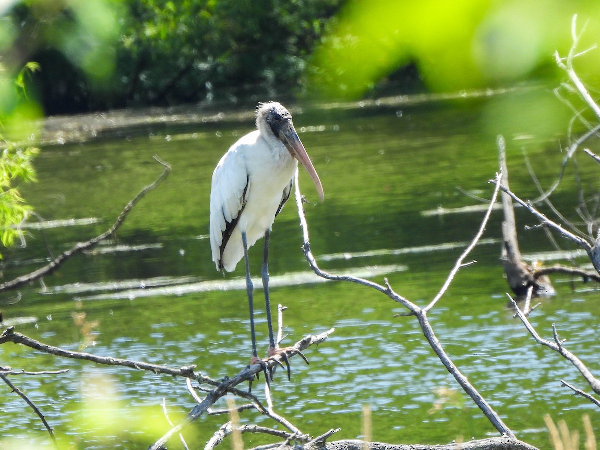 Wood Stork - ML638031776