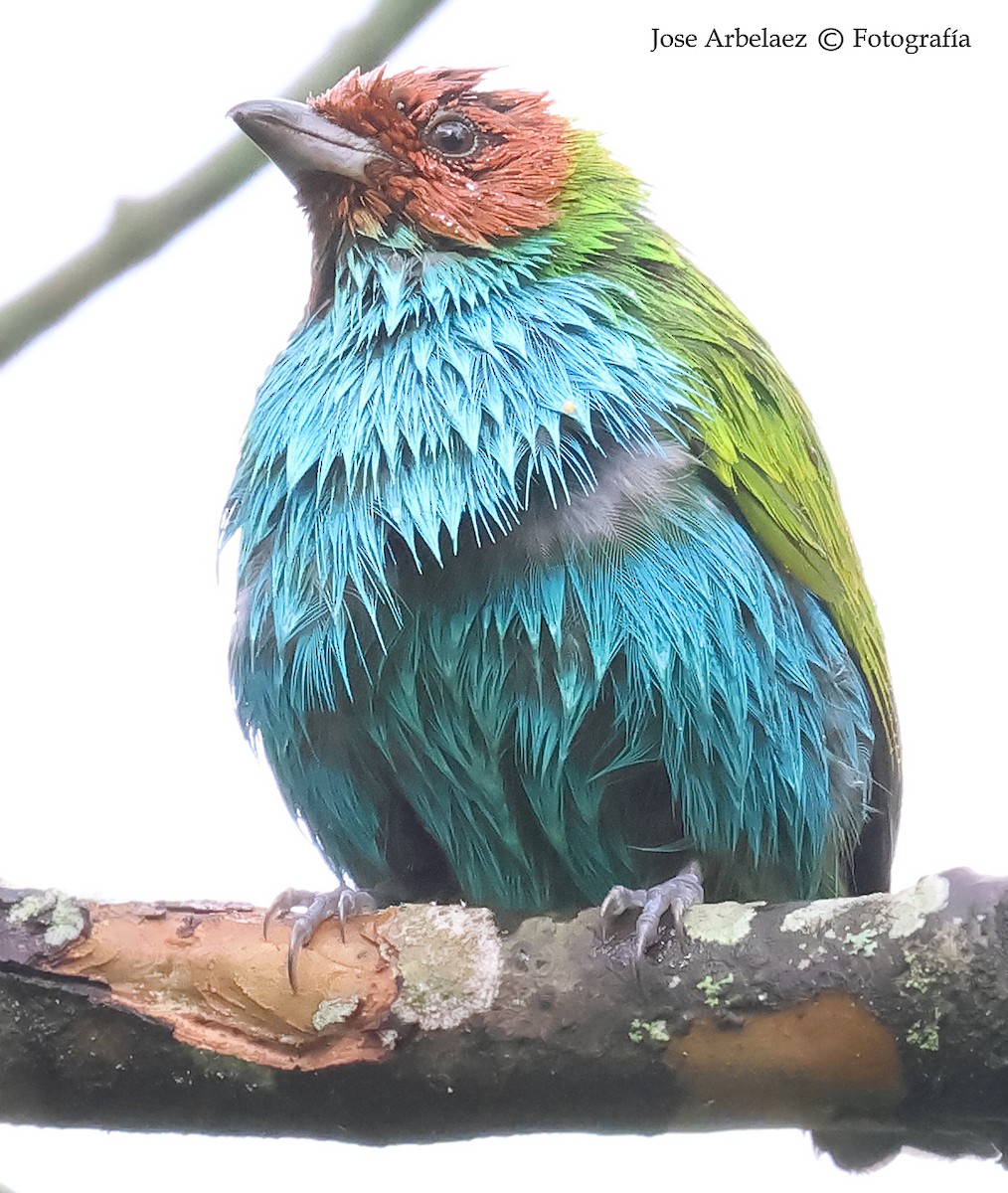 Bay-headed Tanager - ML638031778