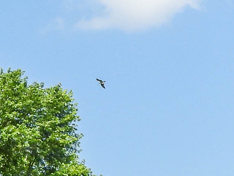Osprey - ML638031781