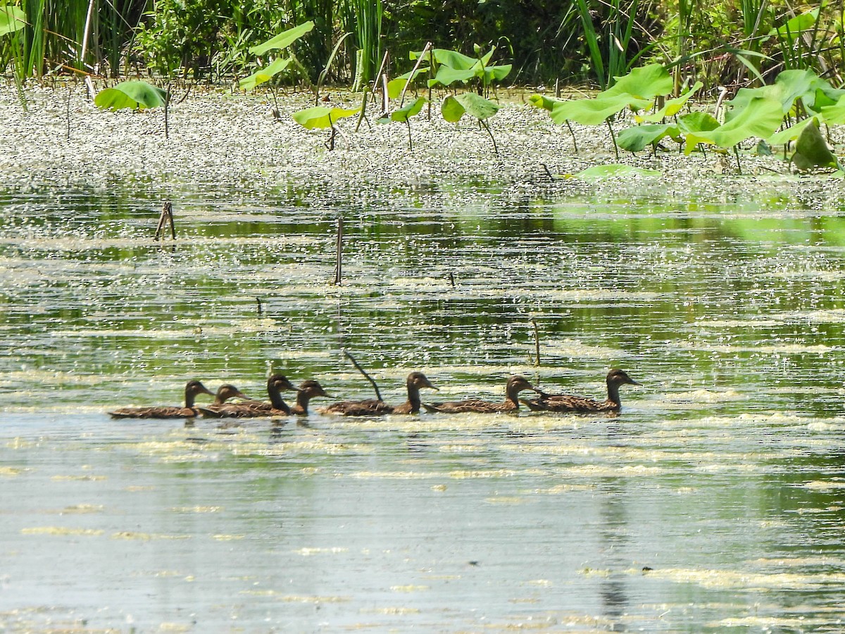 Mallard - ML638031803