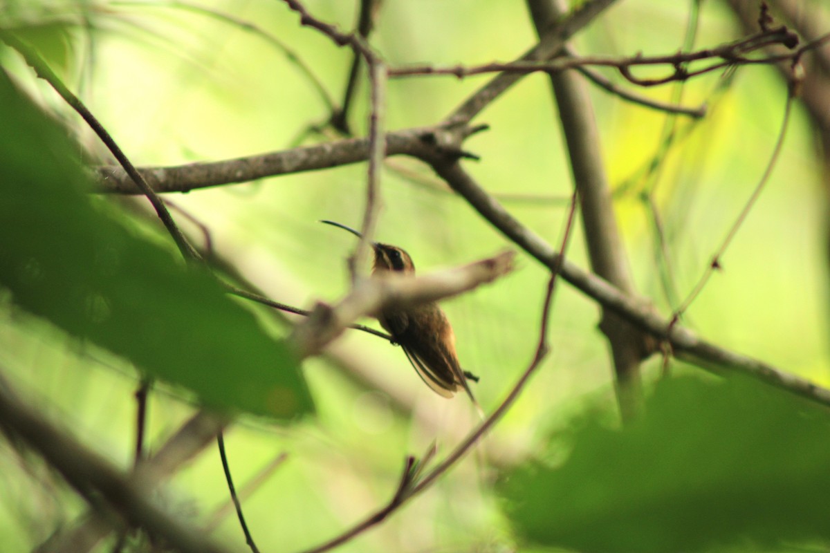 Planalto Hermit - ML638031804
