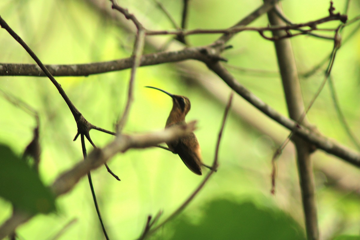 Planalto Hermit - ML638031805