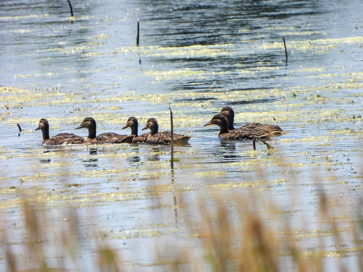Mallard - ML638031810