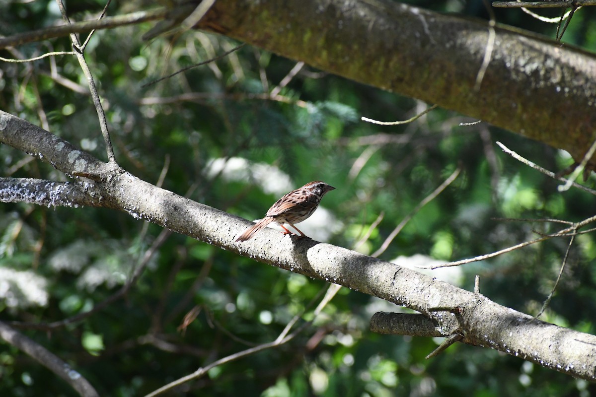 Song Sparrow - ML638031845