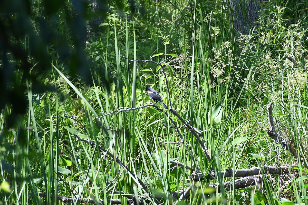 Red-winged Blackbird - ML638031880