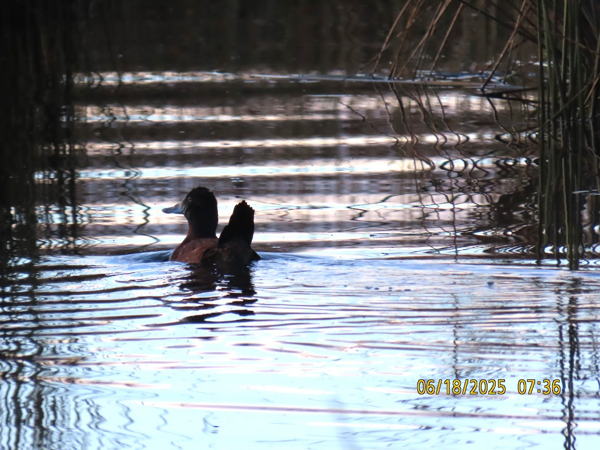Andean Duck - ML638031921