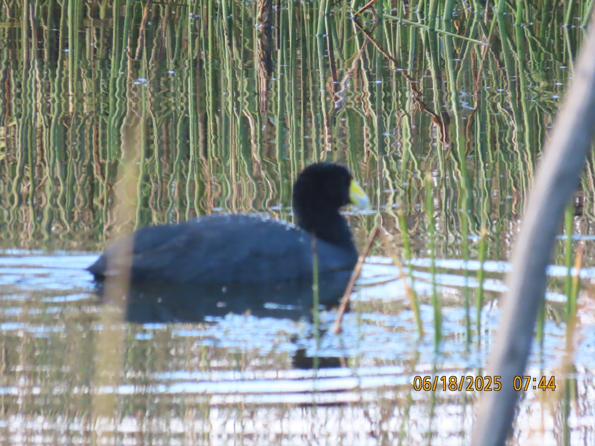 Slate-colored Coot - ML638031930