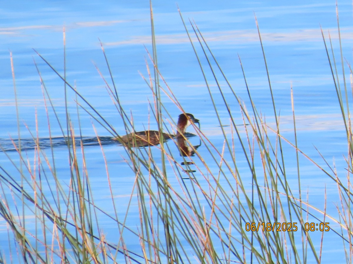 Titicaca Grebe - ML638031943