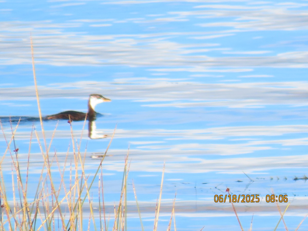 Titicaca Grebe - ML638031945