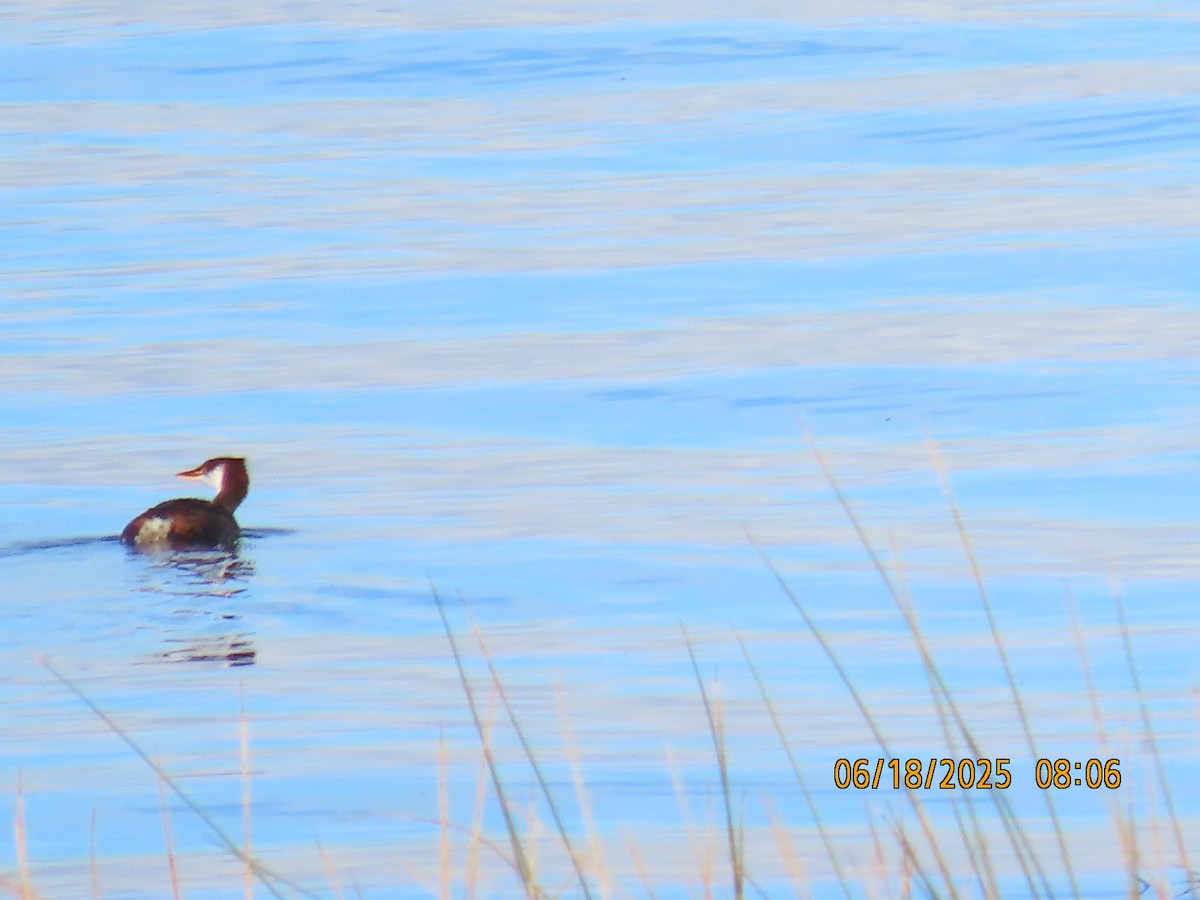 Titicaca Grebe - ML638031956