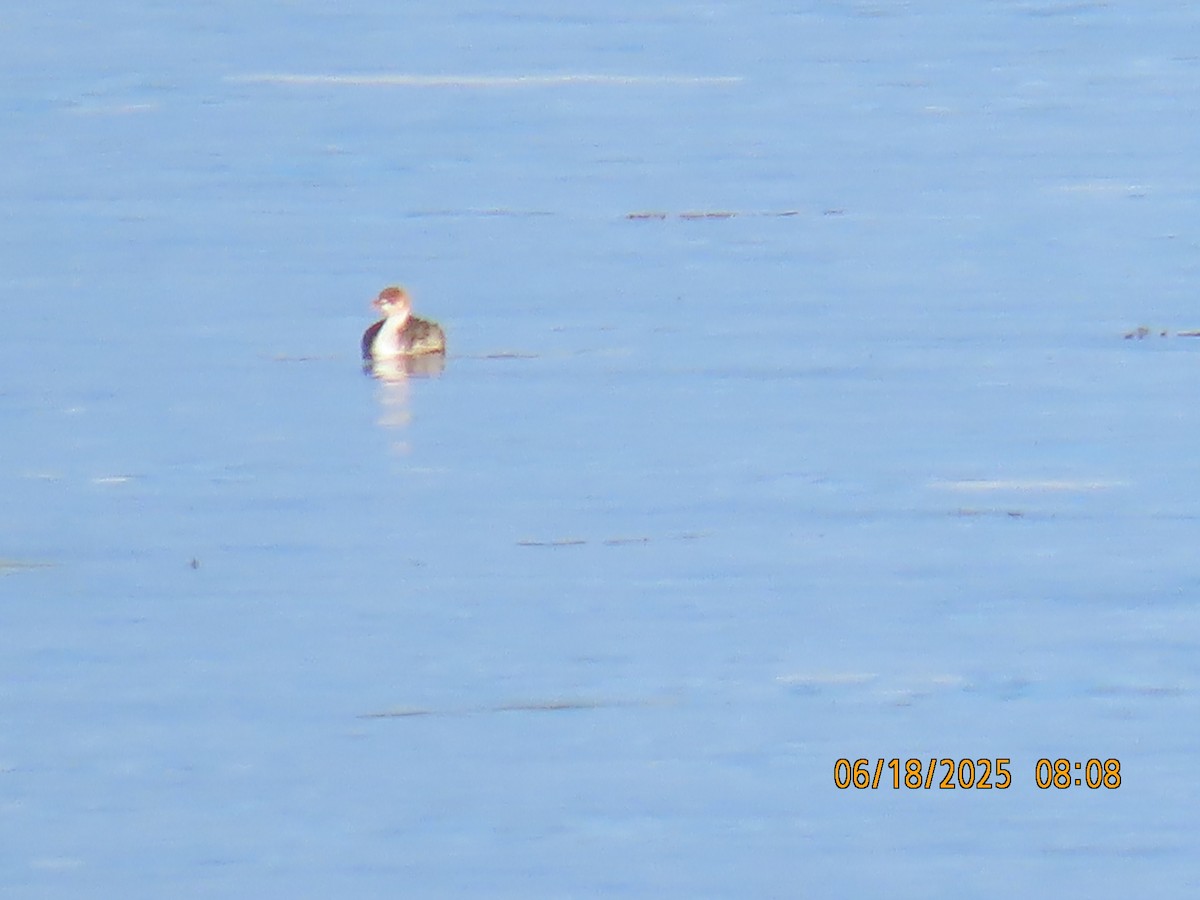 Titicaca Grebe - ML638031963