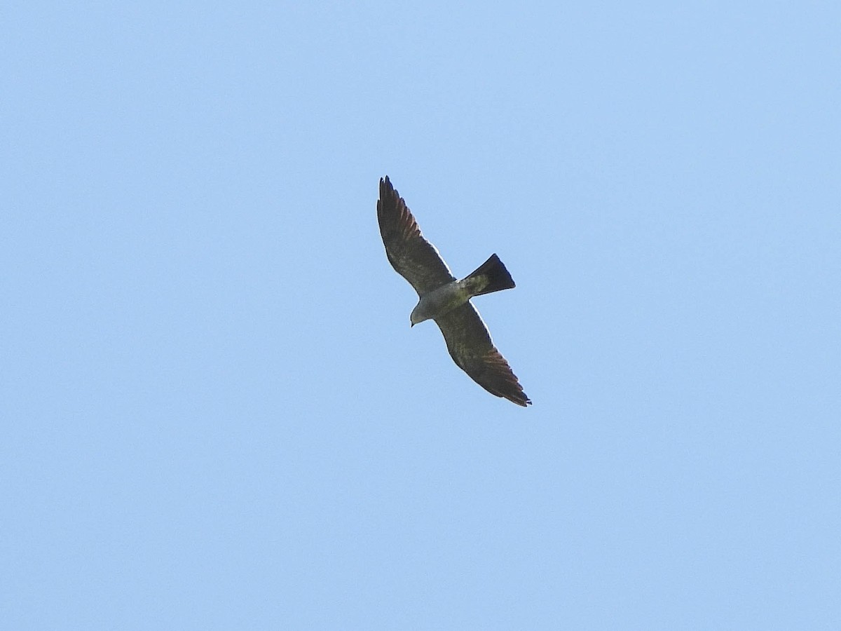 Mississippi Kite - ML638031972