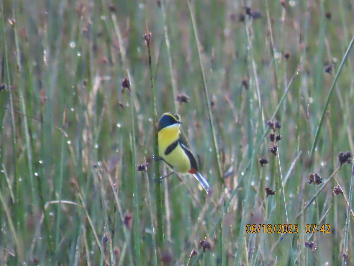 Many-colored Rush Tyrant - ML638031987