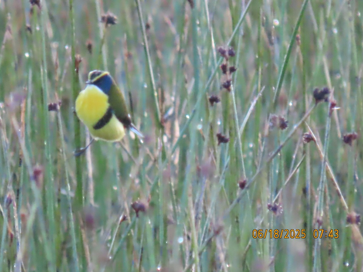 Many-colored Rush Tyrant - ML638031993