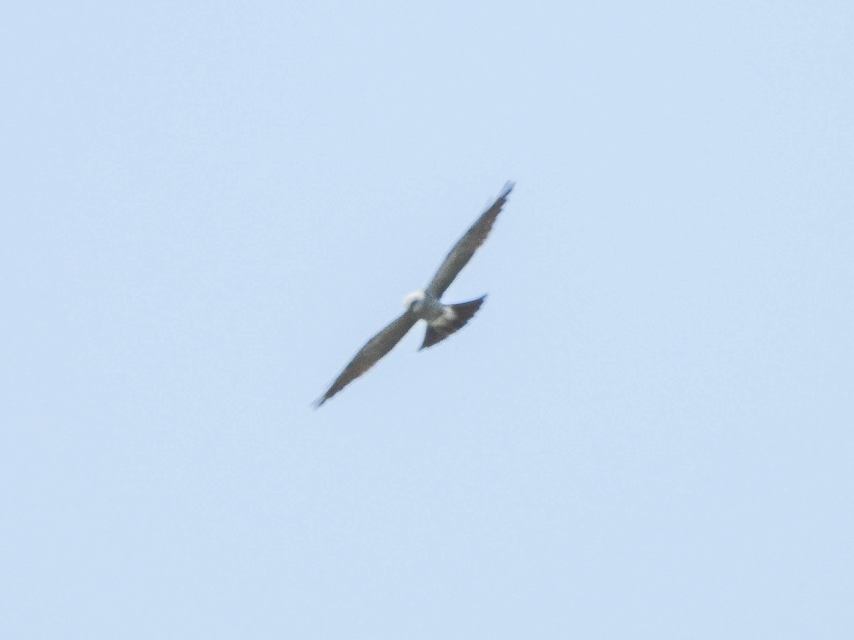 Mississippi Kite - ML638031995