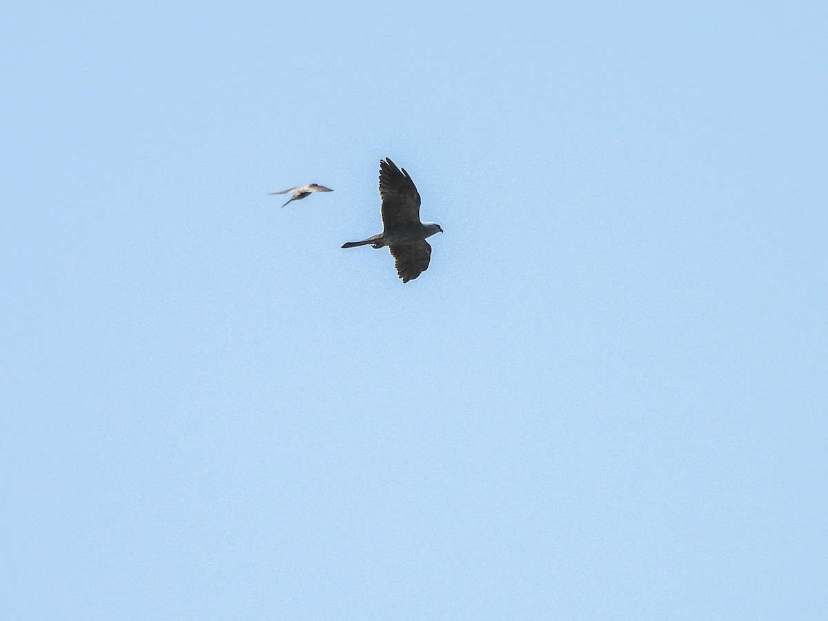 Mississippi Kite - ML638031998