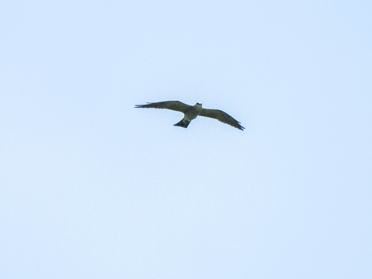Mississippi Kite - ML638032000