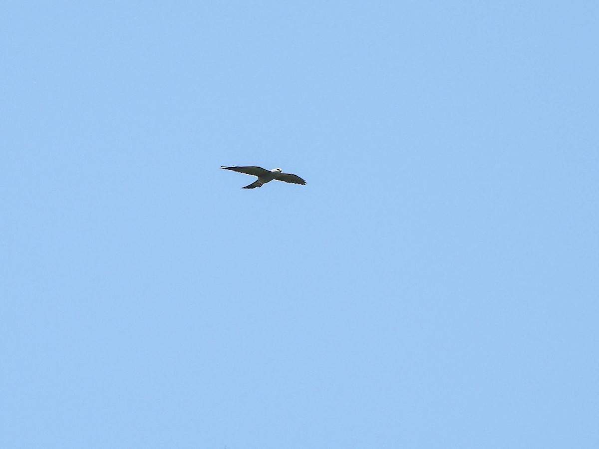 Mississippi Kite - ML638032005