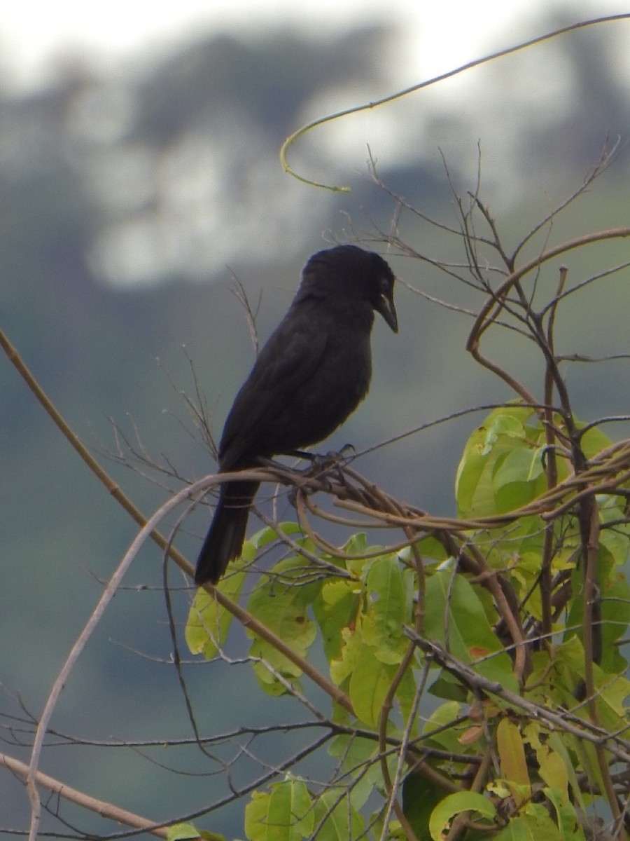 Giant Cowbird - ML638032016