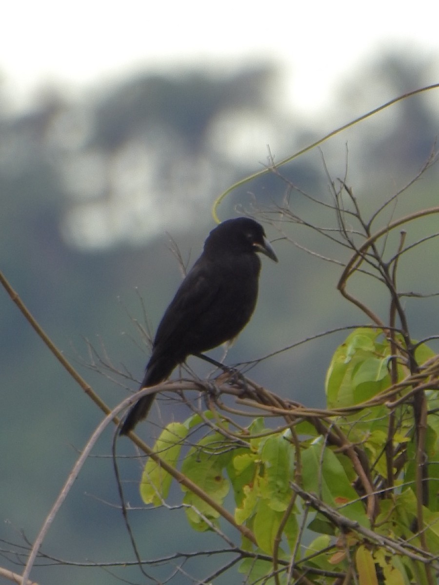 Giant Cowbird - ML638032017