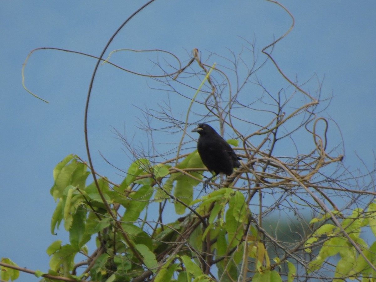Giant Cowbird - ML638032018