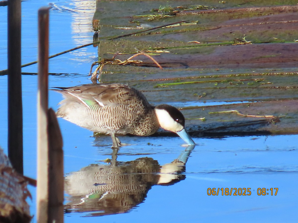 Puna Teal - ML638032054