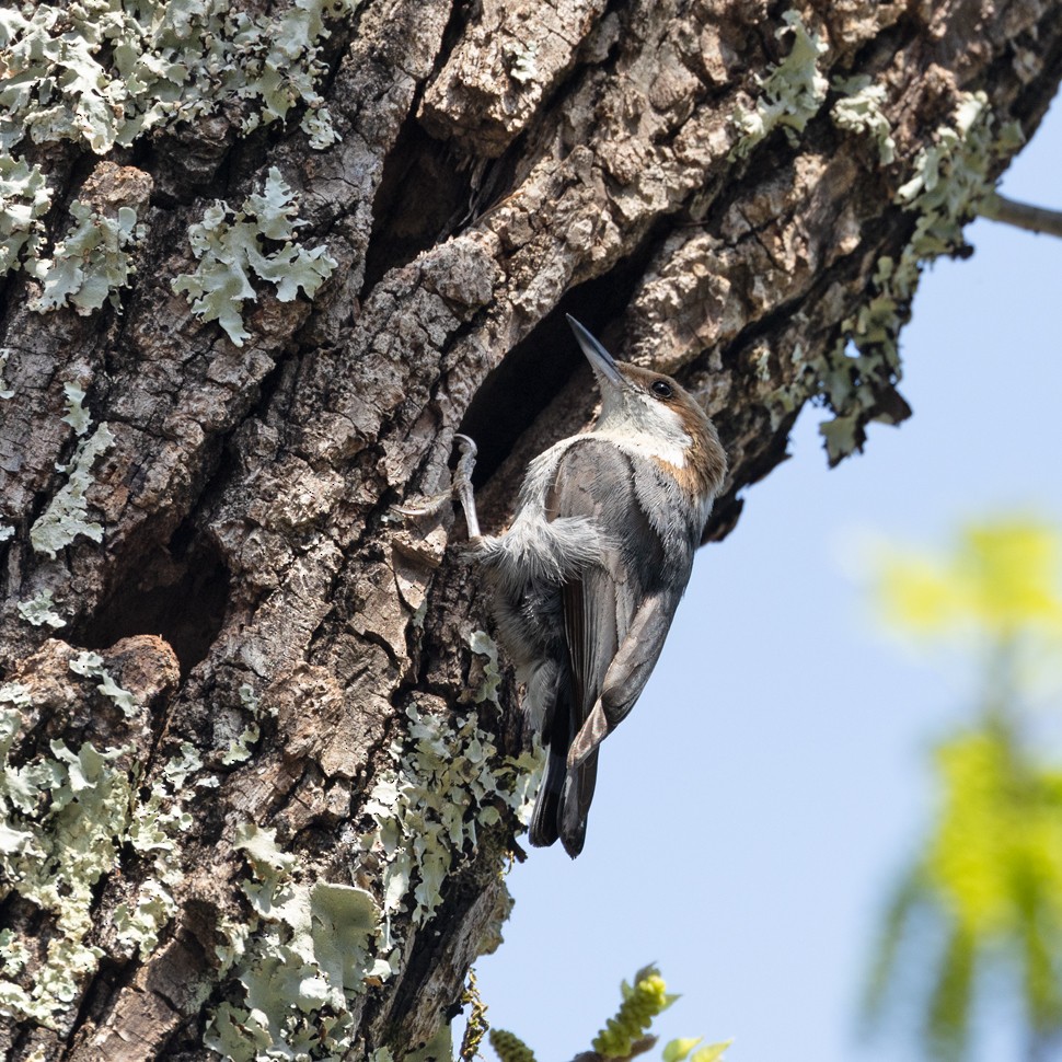 Brown-headed Nuthatch - ML638032055
