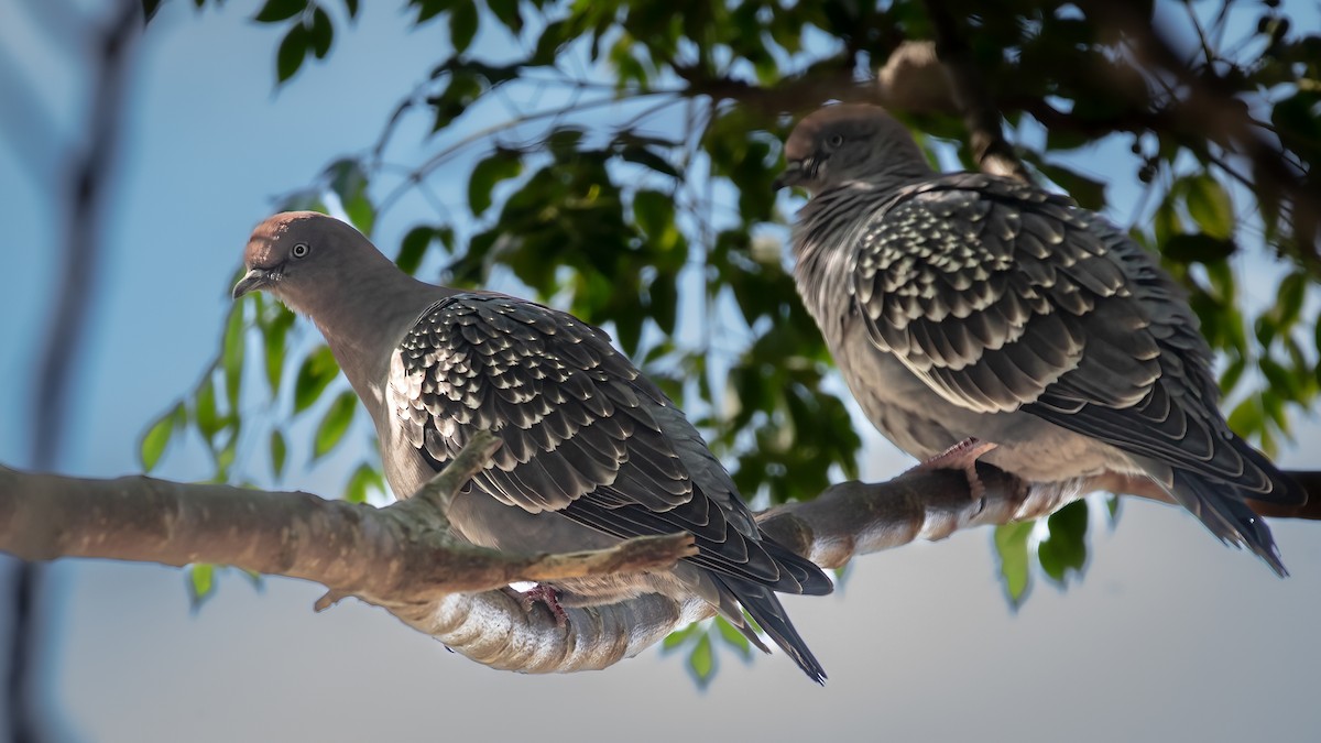 Spot-winged Pigeon - ML638032063