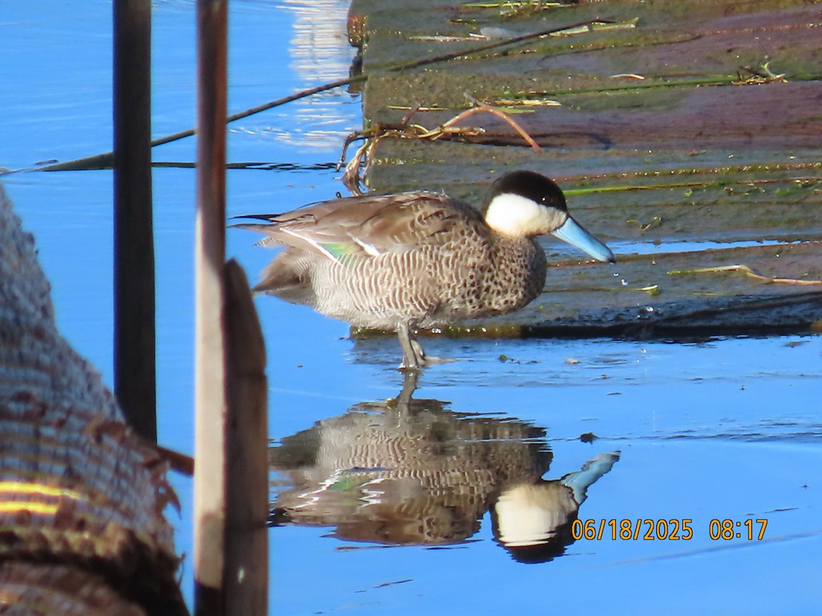 Puna Teal - ML638032066