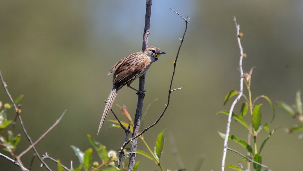 Chotoy Spinetail - ML638032106