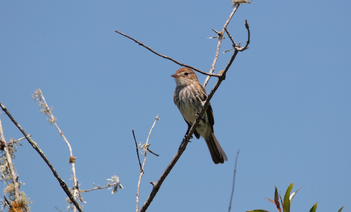 Bran-colored Flycatcher - ML638032115