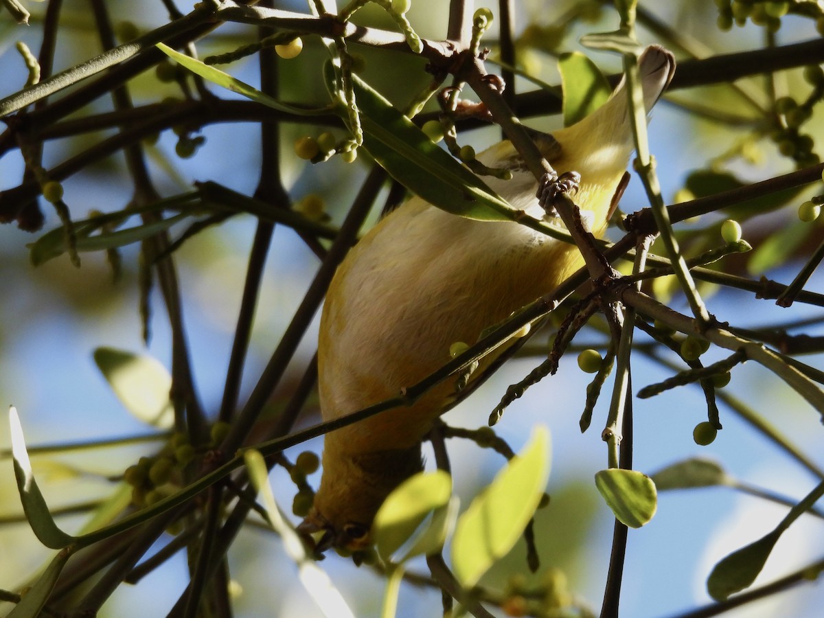 Purple-throated Euphonia - ML638032126
