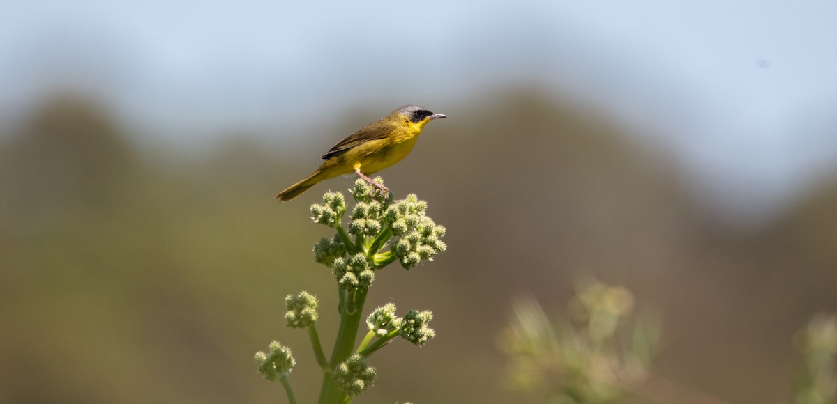 Southern Yellowthroat - ML638032135