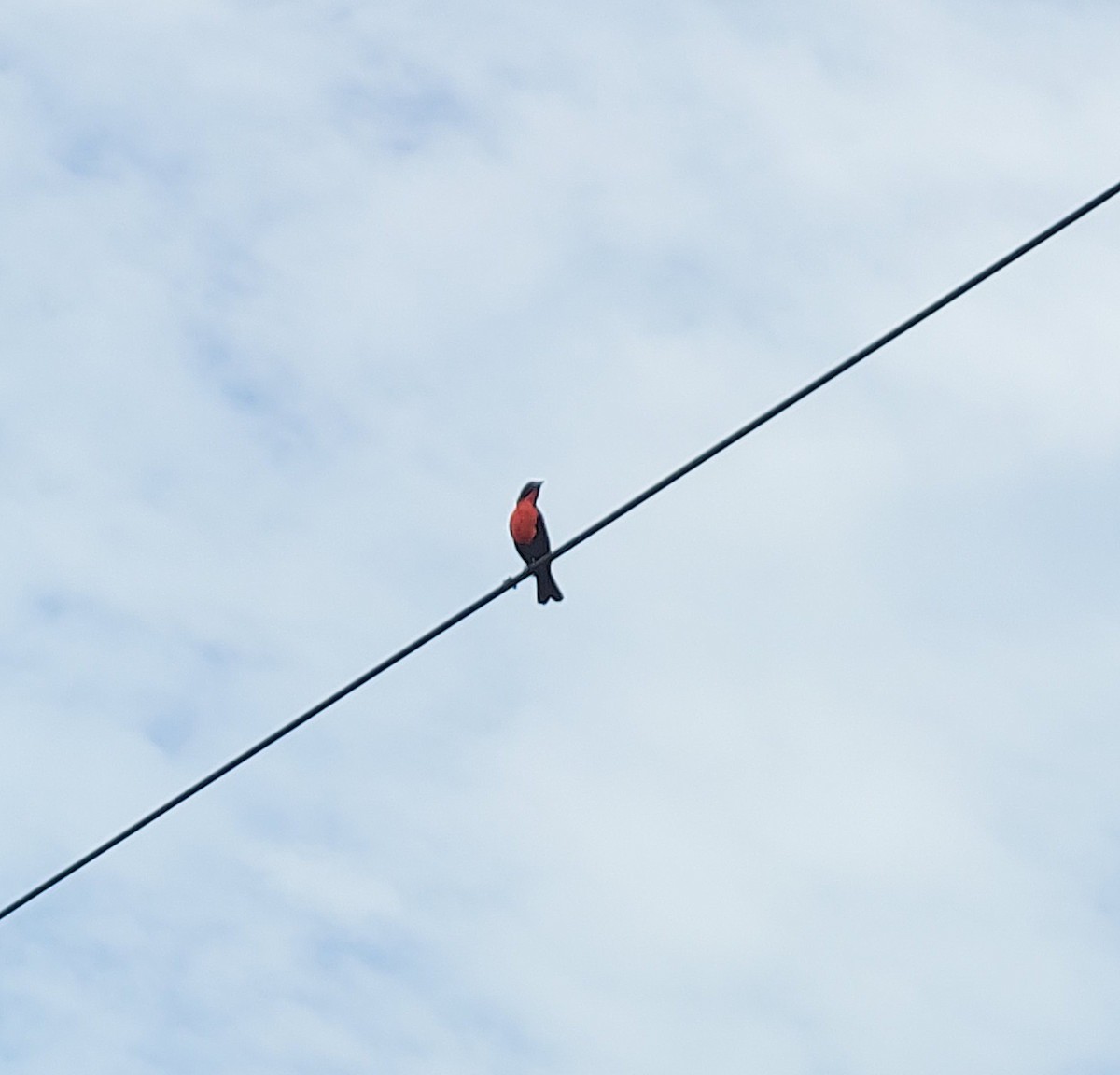 Red-breasted Meadowlark - ML638032137