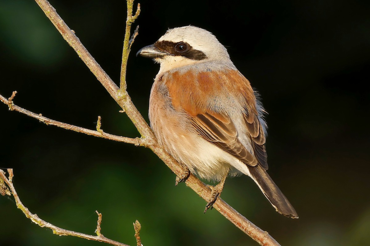 Red-backed Shrike - ML638032139