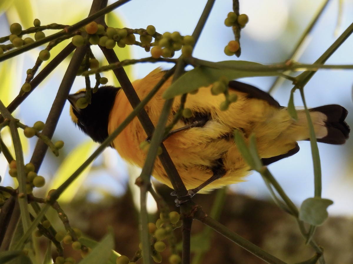 Purple-throated Euphonia - ML638032140