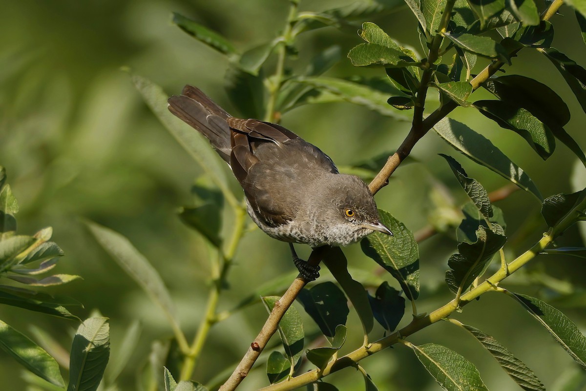 Barred Warbler - ML638032146