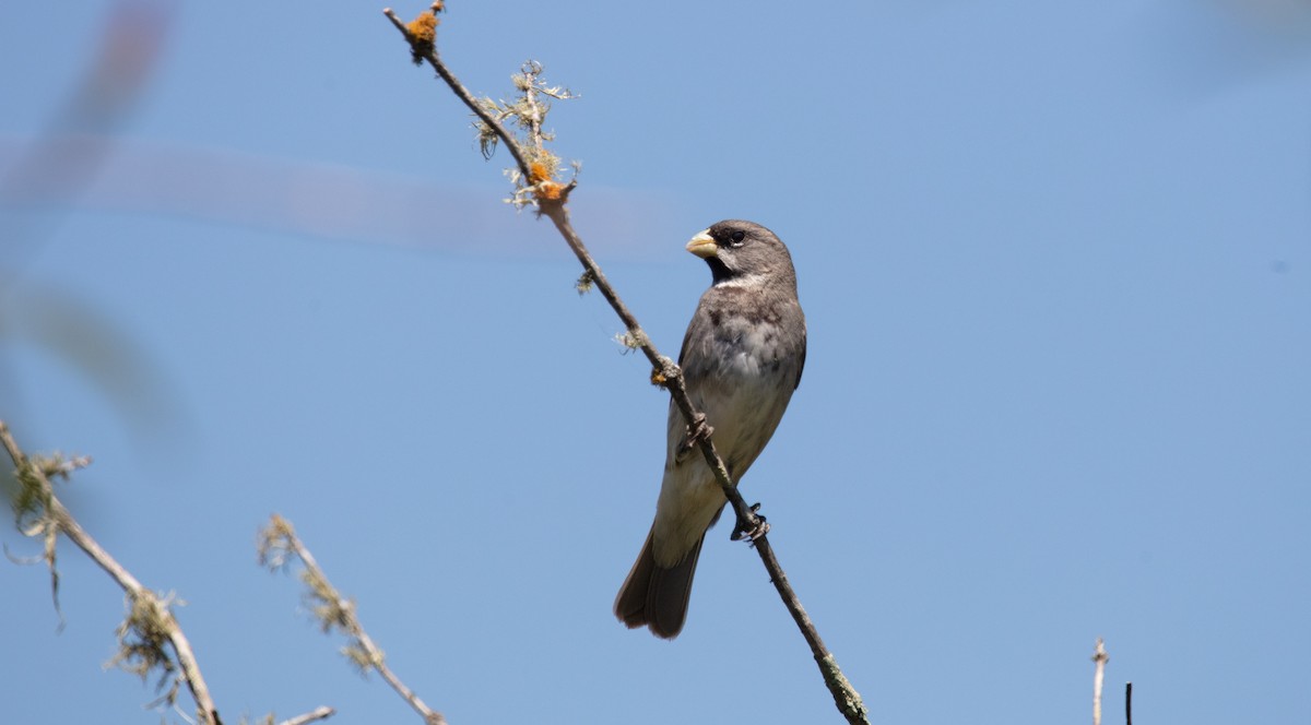 Double-collared Seedeater - ML638032147