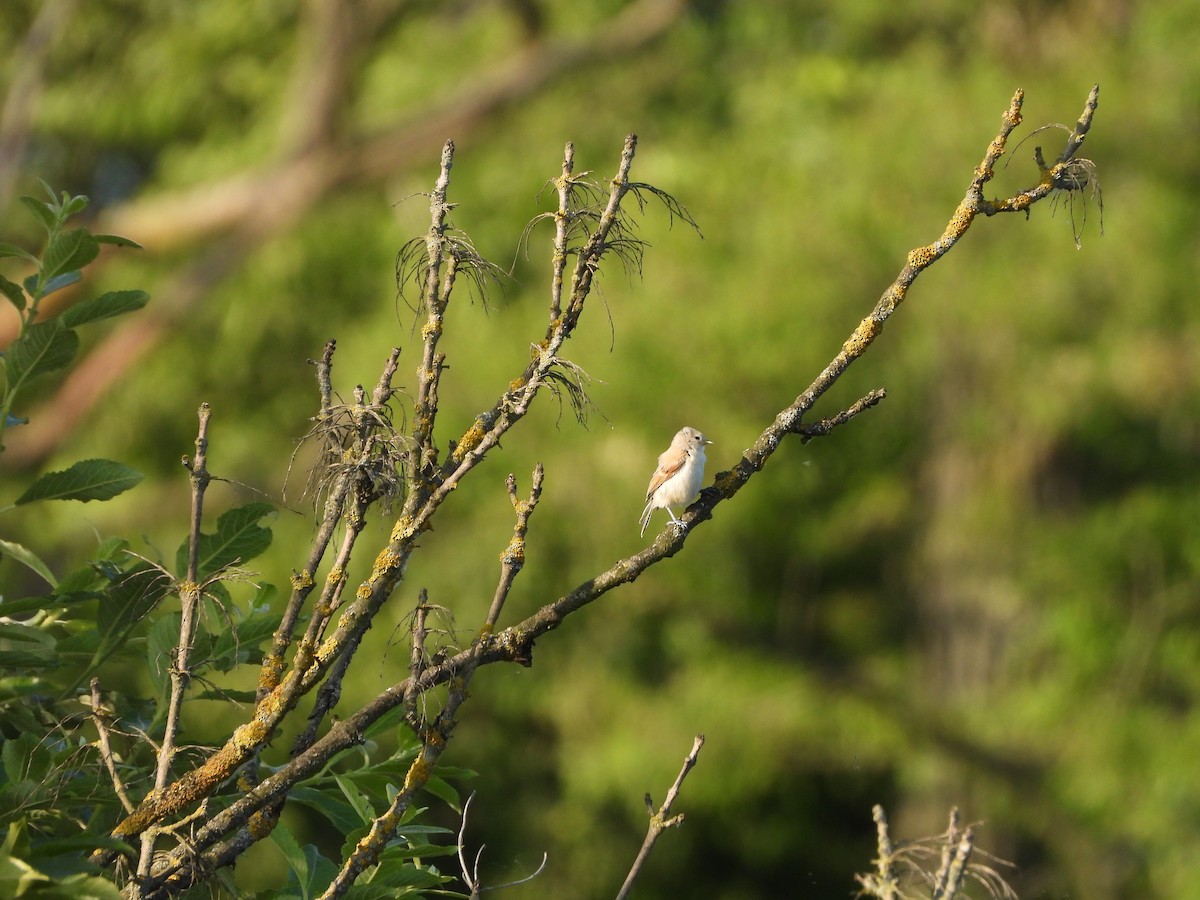Eurasian Penduline-Tit - ML638032152