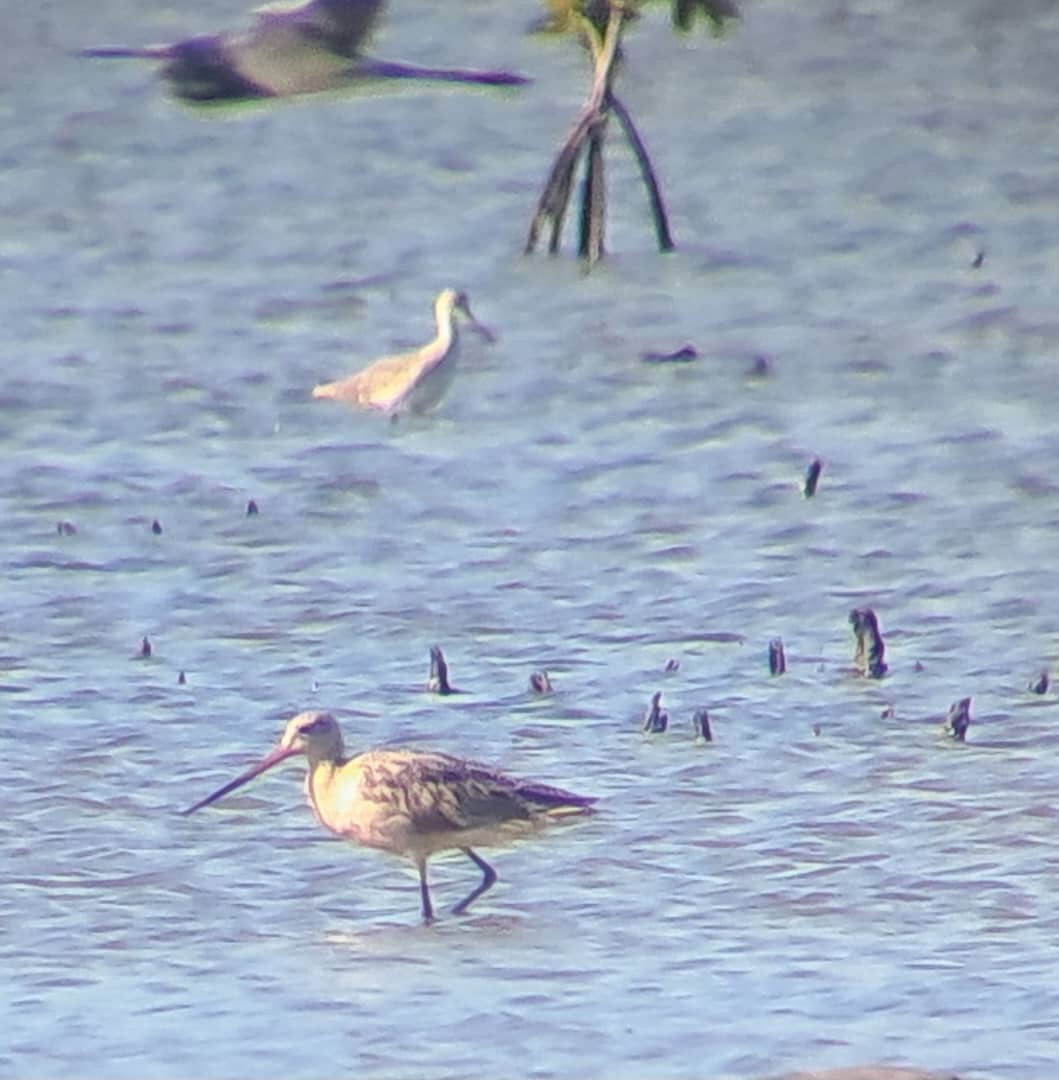 Marbled Godwit - ML638032173