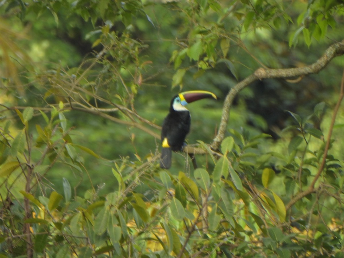 White-throated Toucan - ML638032224