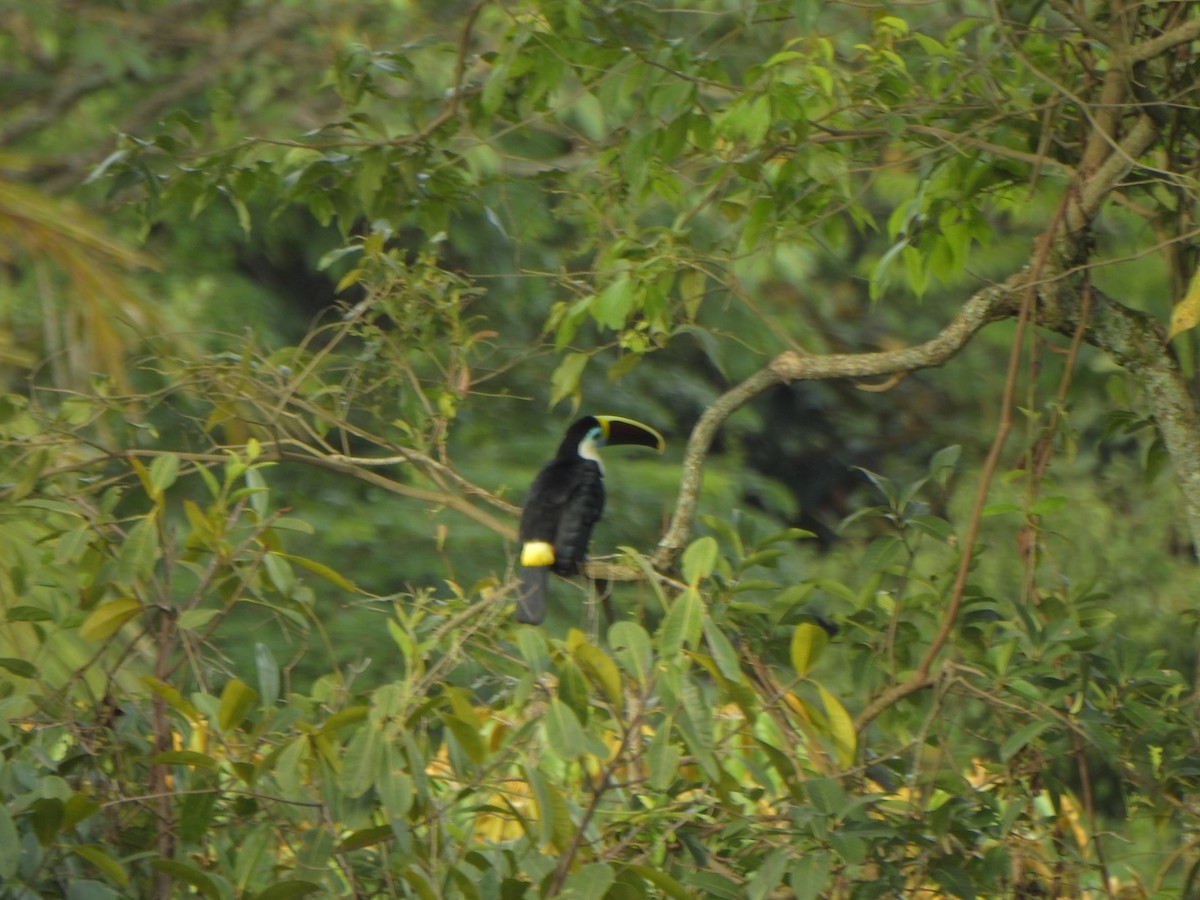 White-throated Toucan - ML638032225