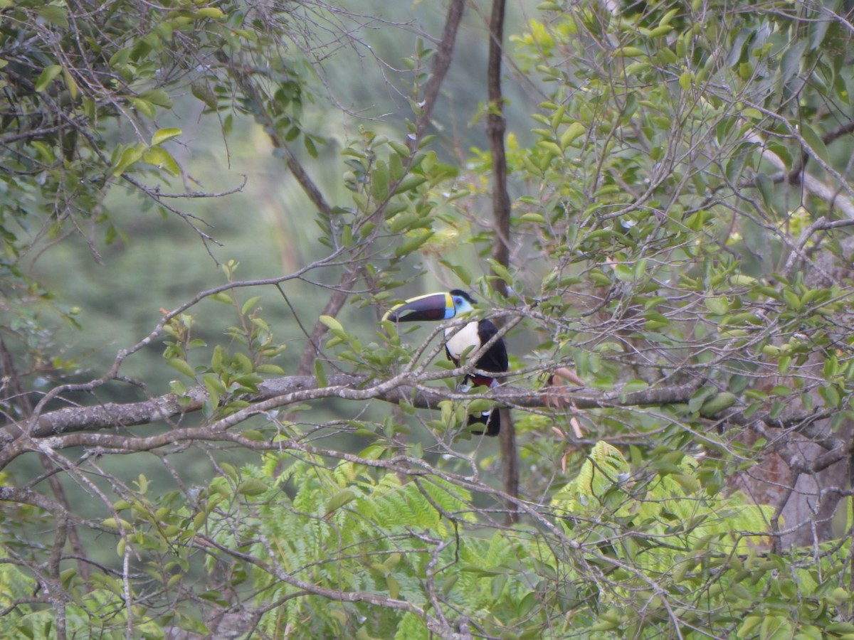 White-throated Toucan - ML638032226