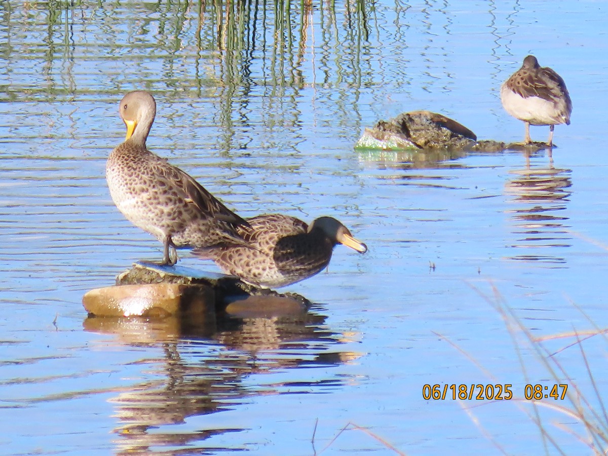 Yellow-billed Pintail - ML638032227
