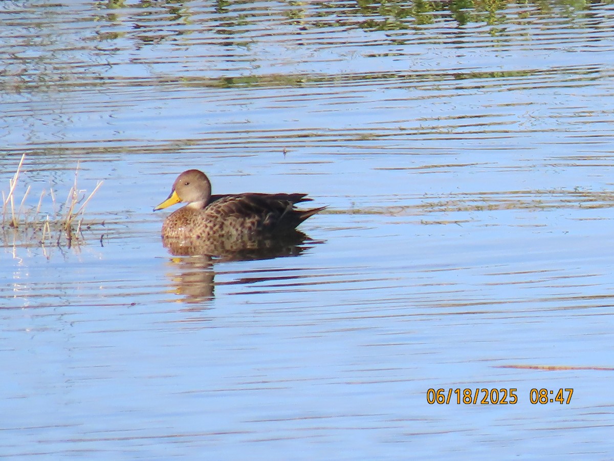 Yellow-billed Pintail - ML638032234