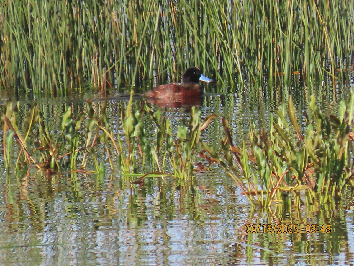 Andean Duck - ML638032245