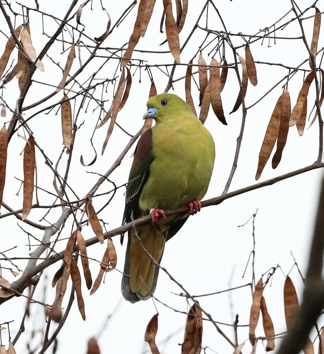 Wedge-tailed Green-Pigeon - ML638032285