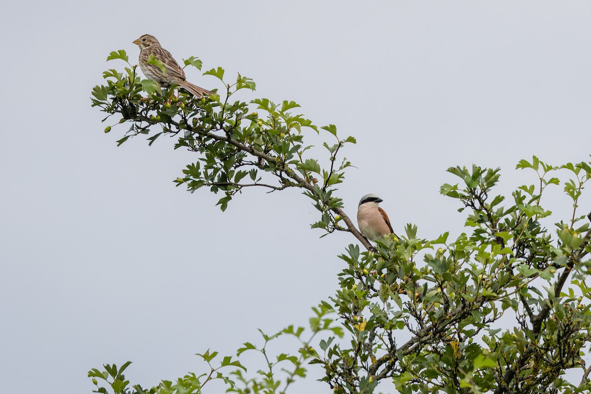 Red-backed Shrike - ML638032323