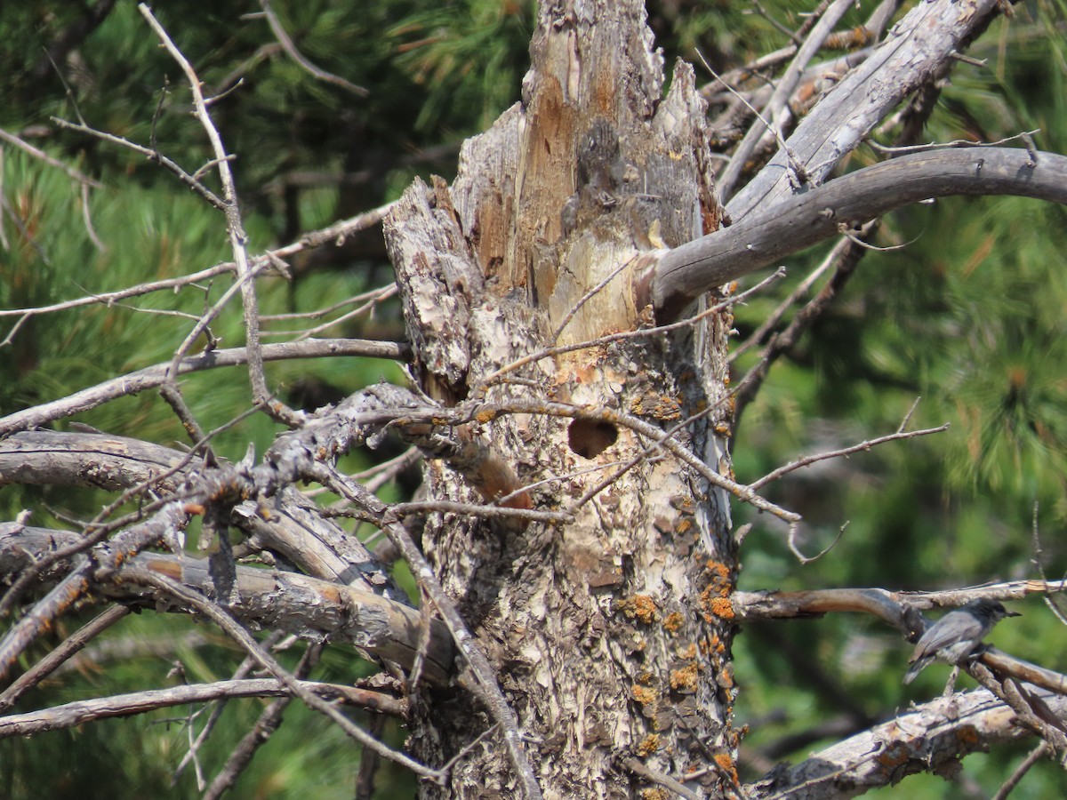 Pygmy Nuthatch - ML638032333