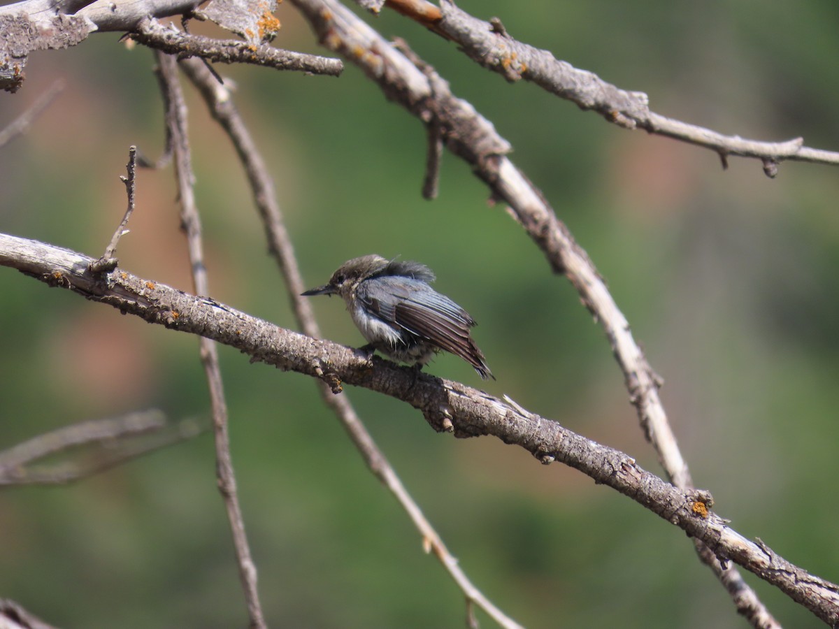 Pygmy Nuthatch - ML638032334